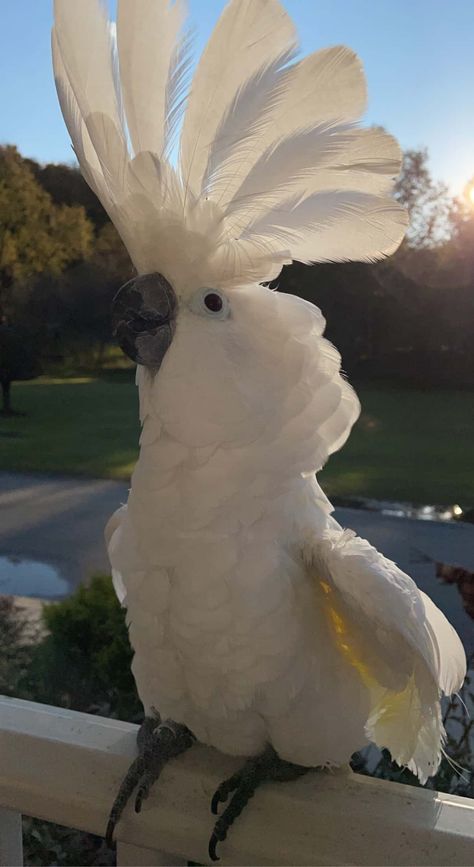 Umbrella Cockatoo | PetClassifieds.com Bird Pet Aesthetic, Cockatoo Aesthetic, Bird Enclosure, Parrot Pictures, Aesthetic Bird, Bird Aesthetic, Umbrella Cockatoo, Beautiful Parrots, Cockatoo Bird