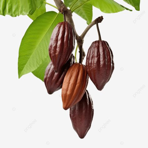 cocoa fruit hanging on the tree Cocoa Tree, Cocoa Plant, Cocoa Fruit, Transparent Image, Png Transparent, The Tree, Painting Ideas, Cocoa, For Free