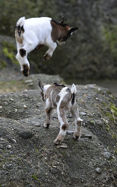 Baby Goat Pictures, Goat Pictures, Goat Picture, Farm Animals Preschool, Farm Diy, Photos Of Animals, Animal Movement, Animal Printables, Homestead Farm