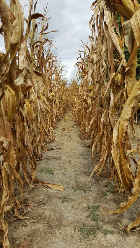 Autumn- Corn Stalks... Karma Quotes, Halloween Corn Stalks, Dried Corn Stalks, Fairy Flowers, Creepy Pumpkin, Corn Stalks, Corn Maze, Autumn Scenery, Back Road