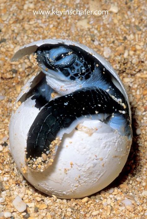 Turtle Eggs Hatching, Turtle Reference, Turtle Eggs, Turtle Pictures, Sea Turtle Pictures, Amazing Frog, Baby Sea Turtles, Tortoise Turtle, Green Sea Turtle