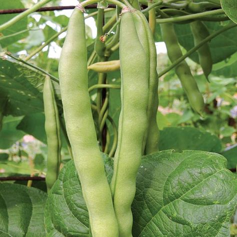 'Brinker Carrrier' pole bean, SSE Heritage Farm Collection 2015 - In 2013, M-GEN participants compared 4 versatile heirloom beans for use as snap beans, shelling beans, and dry beans. The overall favorite of that group was ‘Brinker Carrier.’ It is a good snap bean, but received especially strong taste reviews as a shelling and dry bean. Tender, nearly stringless snap beans grow to 5" long. Large, white dry beans have buttery texture. Starter Garden, Snap Beans, Bean Pods, Gmo Foods, Dry Beans, Pole Beans, Bean Seeds, Seed Catalogs, Garden Veggies