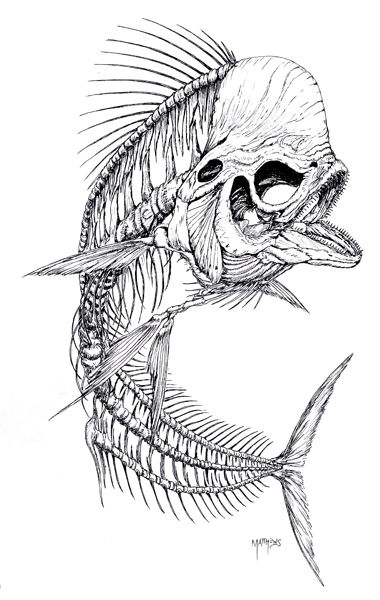 Fish Skull Drawing, Fish Skull, 3d Printer Pen, Fish Skeleton, Fish Bones, Animal Skeletons, Fishing Decals, Dystopian Future, Shark Tattoos