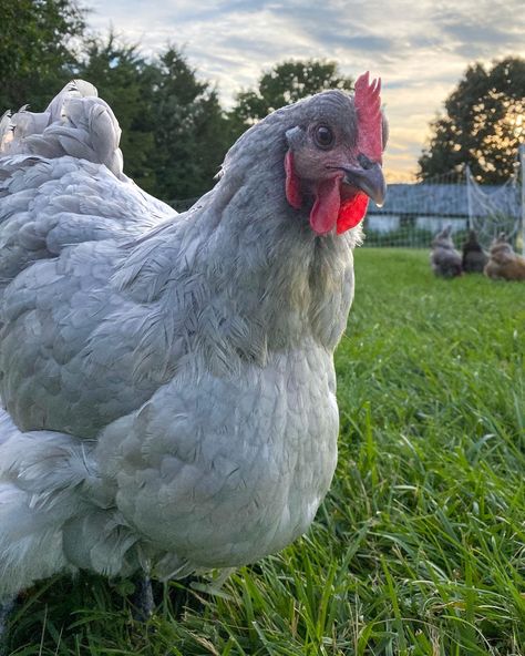 Lavender Orpington Lavender Orpington Chickens, Lavender Orpington, Lavender Chicken, Orpington Chickens, Mind Palace, Future Farms, Country Side, Chicken Coop, Coop