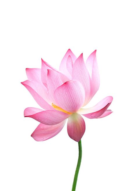 Close-up Of An Isolated Pink Bloomed Lotus Flower With Stem Photograph by Kool99 Image Zen, Lotus Image, Lotus Flower Painting, Watercolor Lotus, Lotus Flower Pictures, Nelumbo Nucifera, White Lotus Flower, Lotus Flower Art, Lotus Art