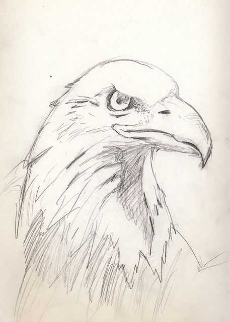 Eagle How To Draw Eagle, Eagle Drawing Pencil, Eagle Cartoon Drawing, How To Draw An Eagle, Eagle Face Drawing, Eagle Drawing Sketches, Drawing Of Eagle, Eagle Pencil Drawing, Eagles Drawing