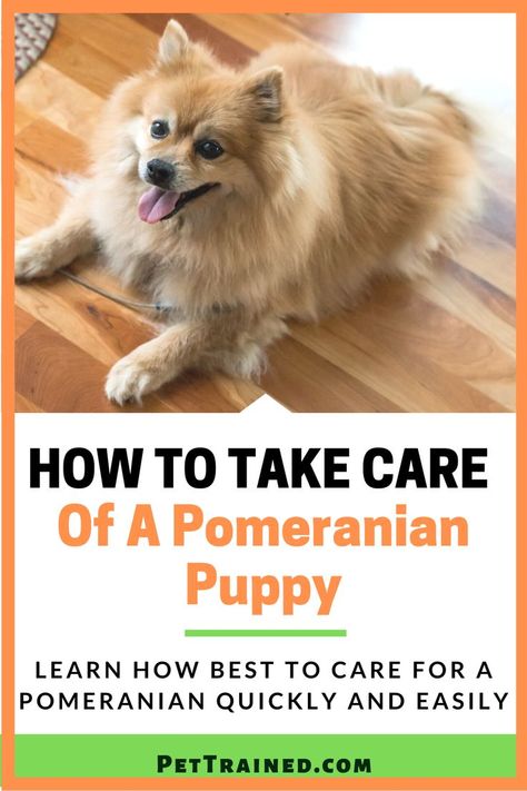 Did you recently acquire a pomeranian puppy dog breed? Pomeranians are a lovely breed to own. This post will show you everything you need to know on how to take care of your Pomeranian puppy. It… More Pomeranian Care Tips, Pomeranian Puppy Training, Pomeranian Training, Puppies Pomeranian, Homemade Dog Shampoo, Dog Supplies List, Pomeranian Breed, Puppy Tips, Pom Dog