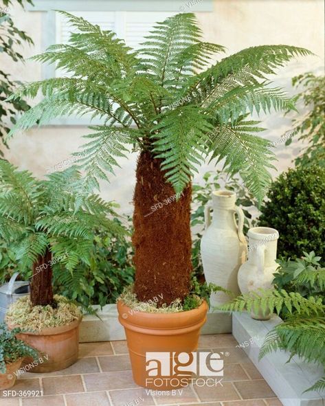 Tree fern in pot Dicksonia fibrosa ... Fern In Pot, Cafe Concept, Weird Plants, Tree Fern, Letter X, Courtyard Garden, Photo Library, Outdoor Plants, Garden Room