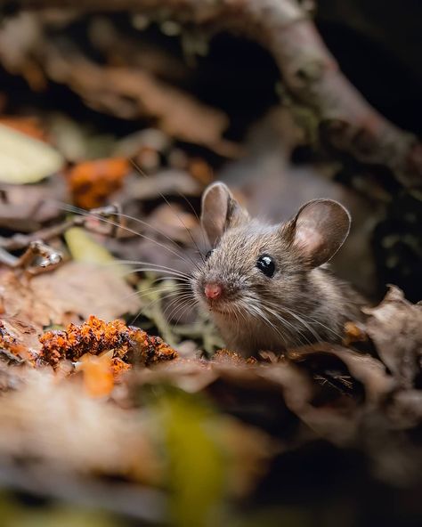 Wild Mouse, Little Animals, Baby Forest Animals, Forest Animal Photography, Animals Photos, Animals In Nature, Little Mouse, Forest Animal, Mouse Pictures