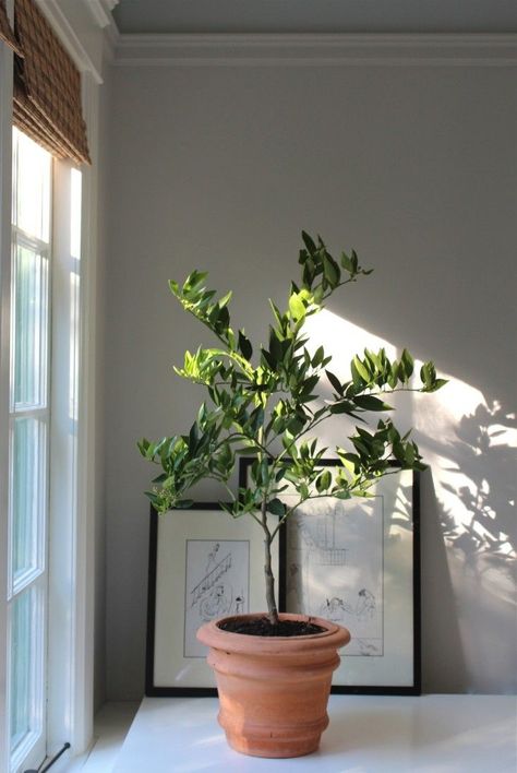 Here's to keeping your potted citrus happy indoors this winter... Lemon Tree Potted, Citrus Tree Indoor, Indoor Lemon Tree, Indoor Fruit Trees, Indoor Tree Plants, Lemon Plant, Citrus Tree, Meyer Lemon Tree, Indoor Tree