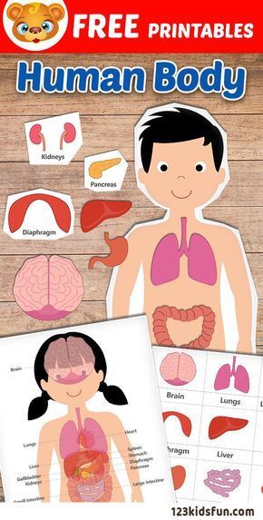 Human Body Printables, Free Human Body, Body Preschool, Human Body Activities, Human Body Unit, Kid Experiments, Human Body Systems, Printables Free Kids, Preschool Science