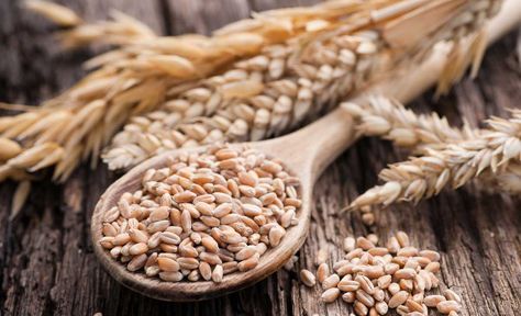 Wheat Alternatives, Wheat Seeds, Vegan Meat Recipe, Healthy Food Alternatives, Buckwheat Groats, Dry Coconut, Digestion Process, Sugar Level, Healthy Blood Sugar Levels