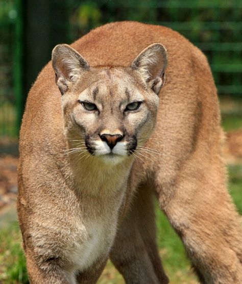 Sharing the Trails with Arkansas Wildlife - Only In Arkansas Cat Species, Cat Care Tips, Mountain Lion, Cat Behavior, Large Cats, Cat Care, Beautiful Cats, 귀여운 동물, Big Cats