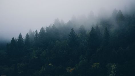 Download wallpaper 3840x2160 forest, trees, fog 4k uhd 16:9 hd background Foggy Forest Aesthetic Wallpaper Laptop, Wallpaper Backgrounds Pc 4k, Wallpapers For Laptop Hd 4k, Background Laptop 4k, 3840x2160 Hd Wallpaper 4k, High Resolution Wallpaper, Wallpaper Forest, Lost In Life, Uhd Wallpaper