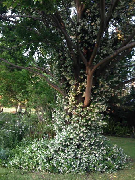 Jasmine creaping up a tree! Flowers, Nature, Plants, Tree In Backyard, Jasmine Tree, Tree Aesthetic, A Tree