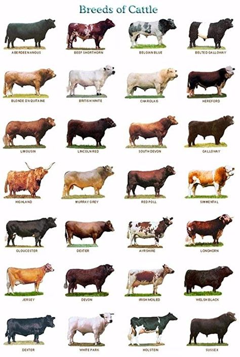 Livestock Judging, Breeds Of Cows, 귀여운 음식 그림, Dairy Cattle, Sheep Breeds, Show Cattle, Beef Cattle, Cattle Farming, Cattle Ranching