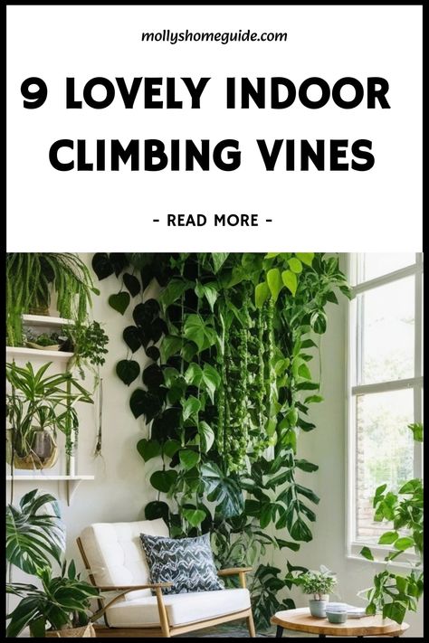 Discover the best indoor creeper plants to add a touch of nature to your home decor. Climbing plants not only beautify your space but also help purify the air. Fast growing creepers like Pothos varieties and other indoor vines can quickly fill up empty corners with lush greenery. Indoor climbers are perfect for creating a tropical atmosphere indoors. Plants that trail gracefully such as cool indoor vines make stunning hanging displays. Nature, Indoor Wall Climbing Plants, Types Of Vine Plants, Diy Trellis For Indoor Potted Plants, Indoor Creeper Plants, Low Light Vine Plants Indoor, Long Vine Plants Indoor, Creeping Jenny Indoors, Shangri La Pothos