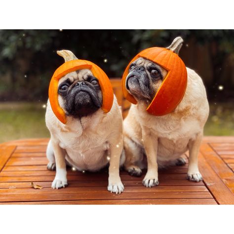 Pumpkin Carving Dog Ideas, Pug Pumpkin Carving, Pug Pumpkin, Dog Helmet, Pumpkin Heads, Dog Pumpkin, Pumpkin Carvings Stencils, Background Ideas, Pumpkin Head