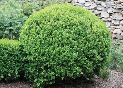 Needlepoint Holly, Winter Gem Boxwood, Lorax Trees, Cloud Pruning, Buxus Sempervirens, Low Maintenance Shrubs, Farm Nursery, Garden Shrubs, How To Attract Birds