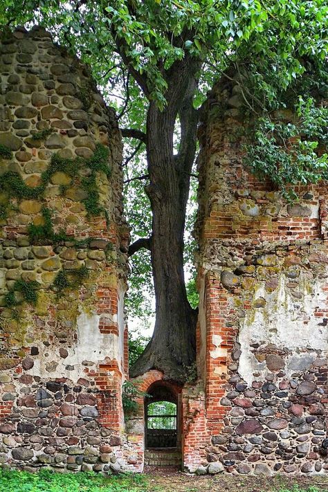 Weird Trees, Filmy Vintage, Bodhi Tree, Old Trees, Unique Trees, Tree Hugger, Nature Tree, Growing Tree, Nature Landscape