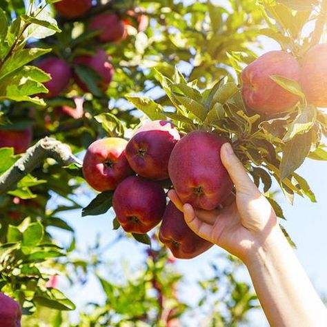 Apple Trees – FastGrowingTrees.com Orchard Pictures, Apple Season, Apple Trees, Tree Of Life Tattoo, Healthy Apple, Fast Growing Trees, Corn Maze, Apple Orchard, Apple Picking