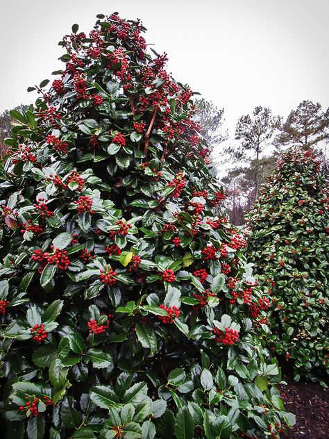 Holly Bushes In Landscaping, White Craftsman, Shrubs For Landscaping, Evergreen Bush, Holly Bush, Orchid House, Holly Tree, Specimen Trees, Big Leaves