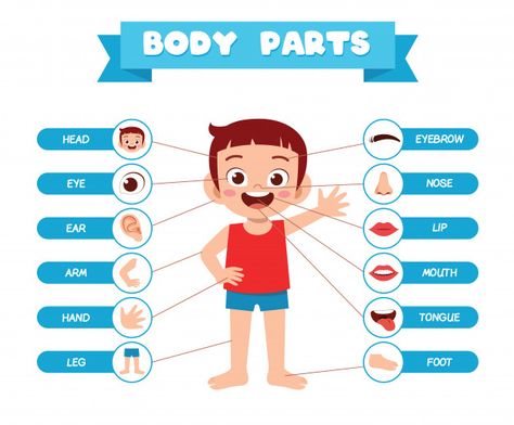 Human Body Organ System, Body Parts For Kids, Boy Body, Body Parts Preschool, Kids Learning Videos, Human Body Organs, Medical Posters, Human Body Parts, Infographic Poster