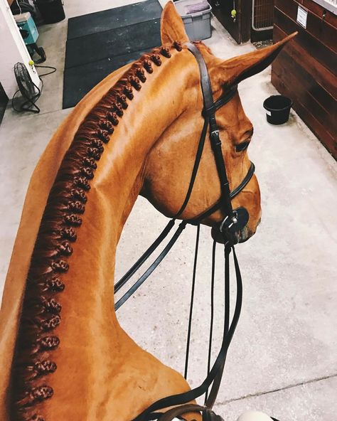 beautiful braids Horse Mane Braids, Horse Hair Braiding, Horse Braiding, Horse Mane, Horse Grooming, Horse Equestrian, Equine Photography, Cute Horses, Horse Life