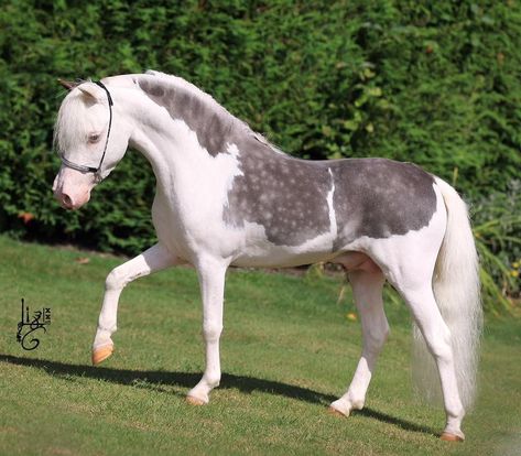 L Glass Gansta - Chocolate Silver Splash White Miniature Horse Rare Horse Coats, Cool Horse Coats, American Miniature Horse, Unique Horse Coats, Splash Horse, Rare Horse Colors, Cheval Pie, Unique Horses, Rare Horse Breeds