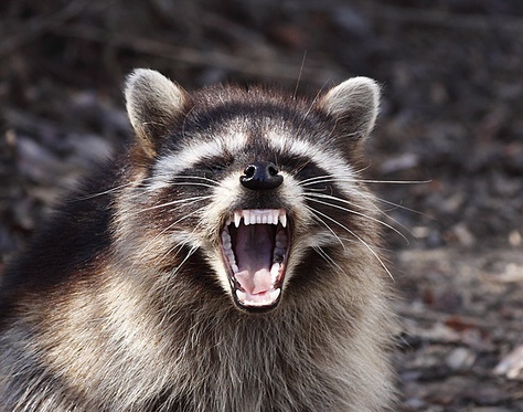 raccoon with attitude Yawning Animals, Raccoon Repellent, Getting Rid Of Raccoons, Twisted Sister, Trash Panda, Racoon, Meme Pictures, Central Park, New Memes