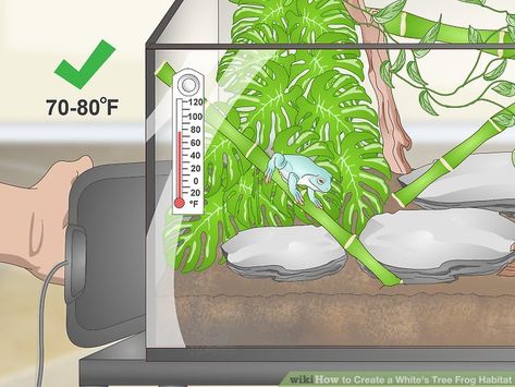 How to Create a White's Tree Frog Habitat (with Pictures) Tree Frog Habitat, Pacific Tree Frog, Frog Crafts Preschool, American Green Tree Frog, Tree Frog Terrarium, Dumpy Tree Frog, Tree Frog Art, Marimo Moss Ball Terrarium, Tree Frog Tattoos