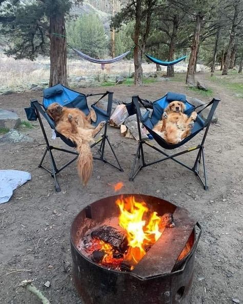 Camping Aesthetic, Funny Animal Memes, Canine Companions, Dog Memes, Animal Photo, Rottweiler, Animal Memes, Campfire, Dog Mom