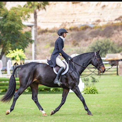 Butet Saddle, English Horses, Hunter Under Saddle, Hunter Horse, English Horse, Bay Horse, Dream Horse, Horse Videos, Hunter Jumper