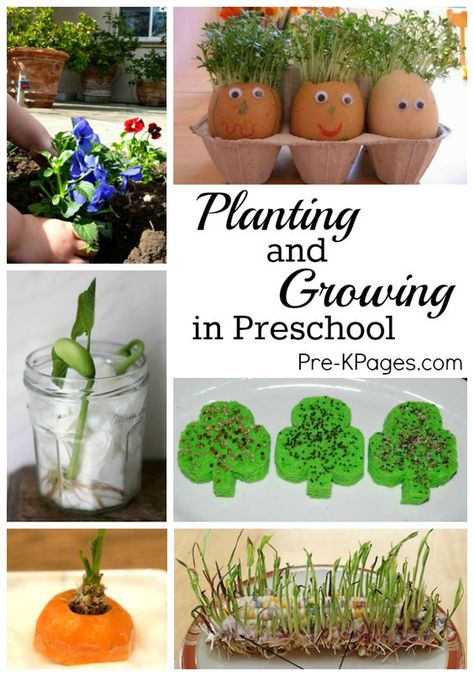 Science for Kids: Planting and Growing Seeds and Kitchen Scraps with Kids in Preschool - Pre-K Pages Gardening With Kids, Ideas For Preschoolers, Garden Unit, Preschool Garden, Planting For Kids, Plant Activities, Theme Nature, Spring Preschool, Magic Garden