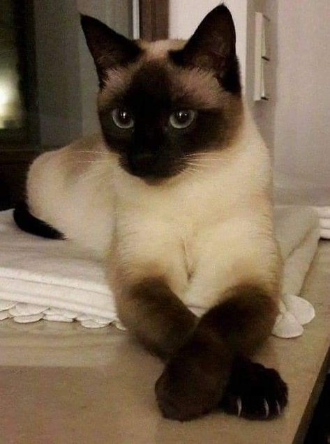 Long Hair Siamese Cat, Siamese Cat Aesthetic, Siamese Aesthetic, Siamese Cats Aesthetic, Black Siamese Cat, Balinese Cat, Cutee Animals, Super Cute Cats, Dream's Cat