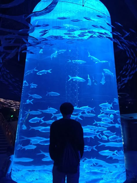 aquarium date silhoutte fish Aquriam Date, Date Aquarium, Aquarium Date Aesthetic, Aquarium Photoshoot, With Ayang, Aquarium Date, Aquarium Aesthetic, Mafia Princess, Aquarium Photos