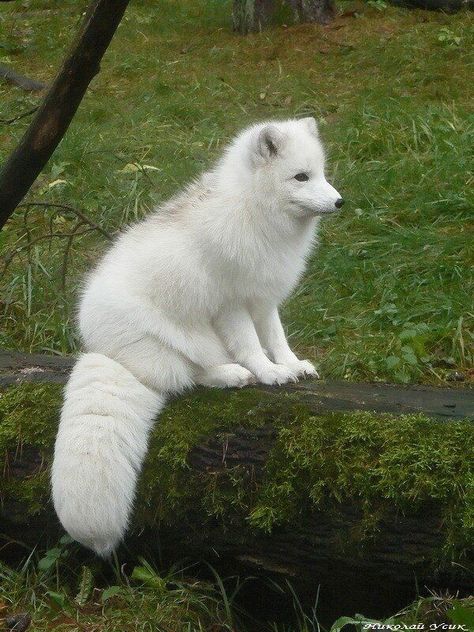 White Fox Aesthetic, White Foxes, Arctic Foxes, Regard Animal, Snow Animals, Foxes Photography, Arctic Fox, Majestic Animals, Fox Art