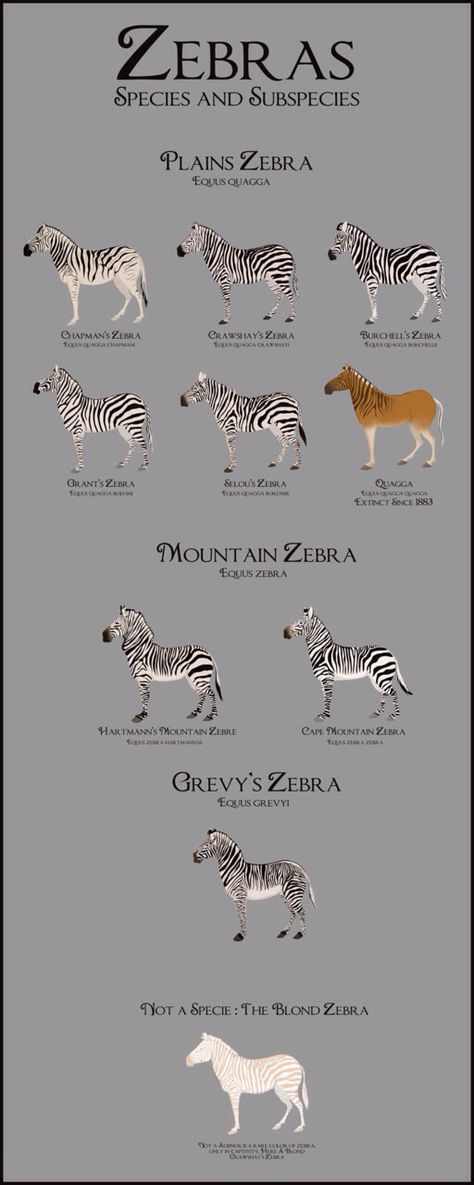 Zebra Species & Subspecies Hooved Animals, Plains Zebra, Elephant Sketch, Animals Information, Animal Species, Animal Facts, Donkeys, Wildlife Animals, Zoology