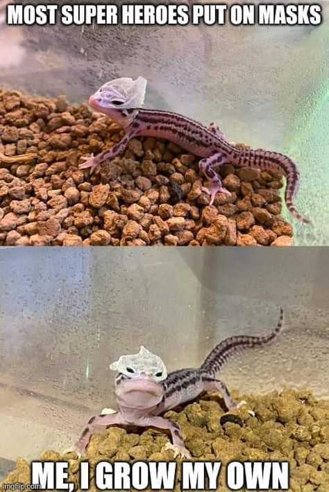 Leopard Gecko Meme, Leopard Gecko Funny, Leopard Gecko Cute, Leopard Gecko Habitat, Funny Lizards, Bearded Dragon Cute, Cute Lizard, Leopard Geckos, Cute Reptiles