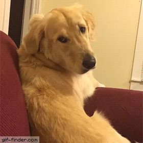 Golden Retrievers, Funny Animal Pictures, Funny Dog Gif, Dogs Gif, Dog Gifs, Dog Memes, Happy Dogs, Animal Memes, Cute Funny Animals