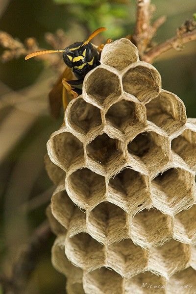 wasp nest Foto Macro, Wasp Nest, Natural Structures, A Bug's Life, Animal Nature, Nature Birds, Foto Art, Bugs And Insects, Save The Bees