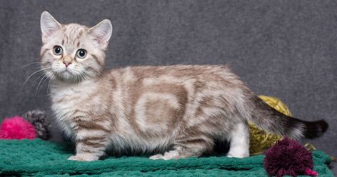 Munchkin, la raza de gato salchicha que todos los modernos quieren tener Short Legged Cats, Gato Munchkin, Munchkin Cats, Munchkin Kitten, Munchkin Cat, Older Cats, Love Learning, Adorable Kitten, Young Animal