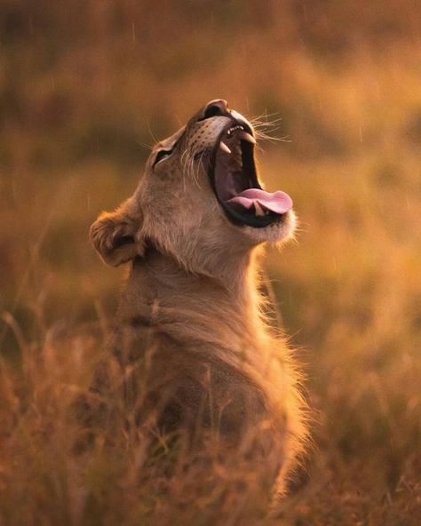 Wild Cat Photography, Safari Animal Photography, Lioness Photography, Africa Wildlife Photography, Lion Aesthetic, Aesthetic Activities, African Animals Photography, African Wildlife Photography, Aesthetic Animals