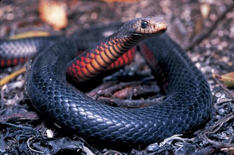 Red-Bellied Black Snake – ferrebeekeeper Red Belly Black Snake, Wildlife Backyard, Snake Red, Deadly Animals, Cool Snakes, Types Of Snake, Snake Wallpaper, Snake Venom, Animal Rights Activist