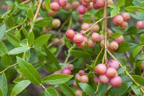 Pink Blueberry, Pink Lemonade Blueberry, Sweet Smelling Flowers, Highbush Blueberry, Growing Blueberries, Fruit Bearing Trees, Blueberry Plant, Acid Loving Plants, Berry Plants