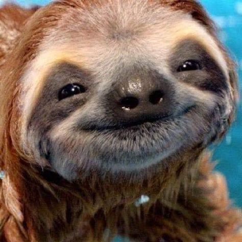 Baby Sloth, Baby Sloth Pictures, Cute Sloth Pictures, Smiling Animals, Funny Animal Photos, Pretty Animals, Cute Sloth, Baby Animals Funny, Silly Animals