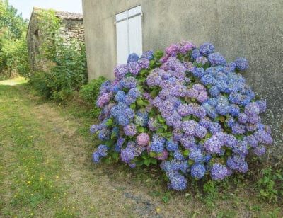 Hydrangea Bloom Time: Learn About Hydrangea Flowering Season When Do Hydrangeas Bloom, Caring For Hydrangeas, Black Spot On Roses, Alkaline Soil, Hydrangea Season, French Hydrangea, Hydrangea Landscaping, Types Of Hydrangeas, Smooth Hydrangea