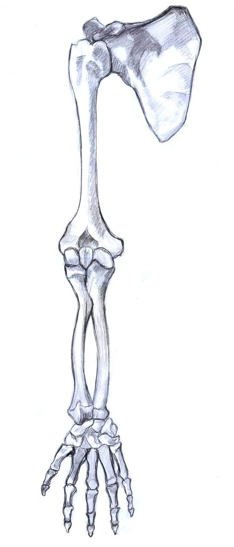 Skeleton Bones Anatomy, Anatomy Drawing Bones, Anatomy Bones Drawing, Human Bones Drawing, Skeleton Arm Drawing, Arm Bones Drawing, Arm Anatomy Drawing, Bones Drawings, Arms Anatomy