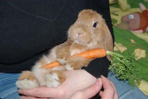 Baby Bunnies, Benny And Joon, Daily Bunny, Rabbit Pictures, Funny Rabbit, Pet Bunny, Funny Bunnies, Sweet Animals