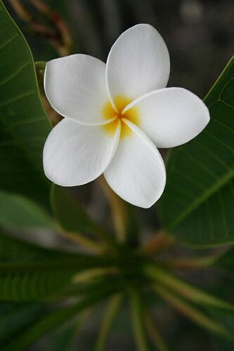 White Plumeria | Big Island of Hawaii | cazfoto | Flickr Plumeria Flowers Aesthetic, Plumeria Aesthetic, Frangipane Flower, Fiori Frangipani, Flores Plumeria, White Plumeria, Plumeria Flowers, Beautiful Flowers Photos, Rare Flowers